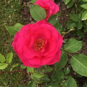 Meet your Posher, Josephine